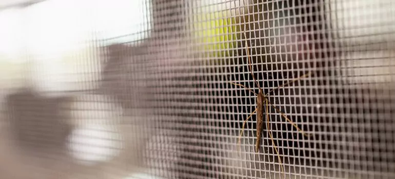 Repair Mosquito Mesh For Windows in Boca Raton, FL